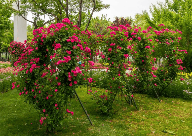 蔷薇邂逅沾染一身清香唤醒心底的浪漫情怀唤起对自然的感恩之心不觉间