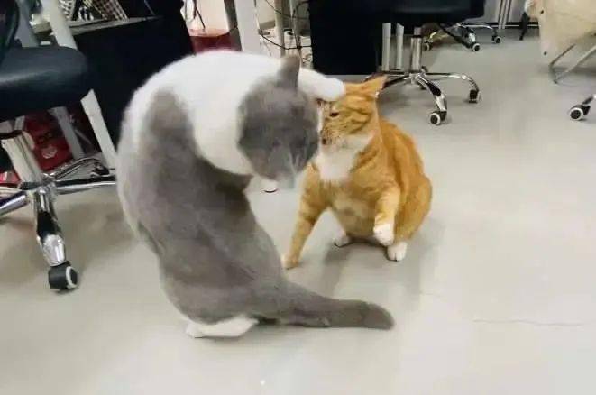 猫研所 ||猫咪在出糗时装作很忙，是为了缓解尴尬吗？-猫咪研究室