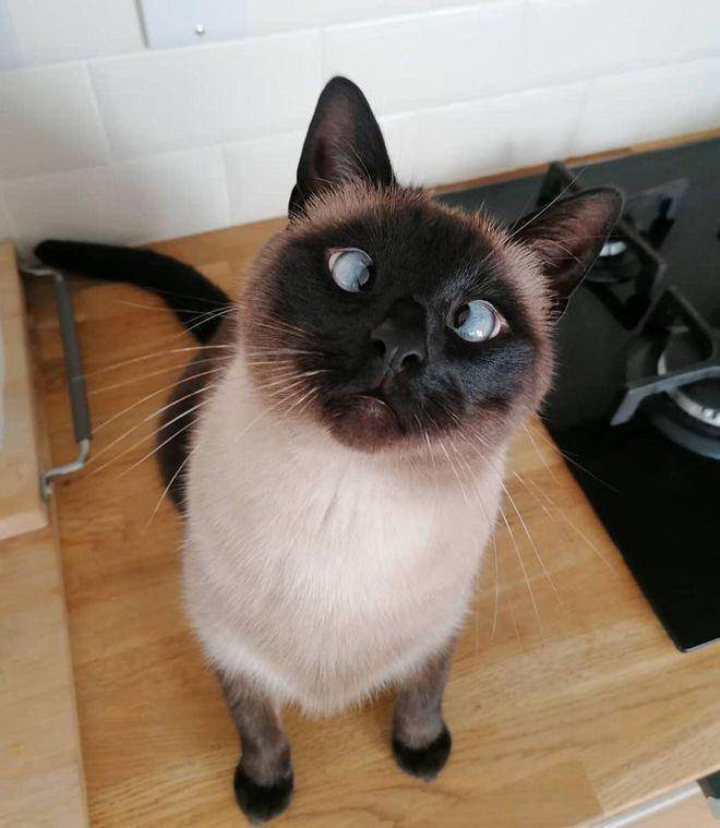 揭秘猫届"最通人性"排行榜:养到一只,也是有福之人!
