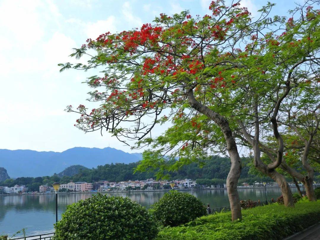 肇庆美景丨快来!五月的星湖,凤凰花热烈盛放