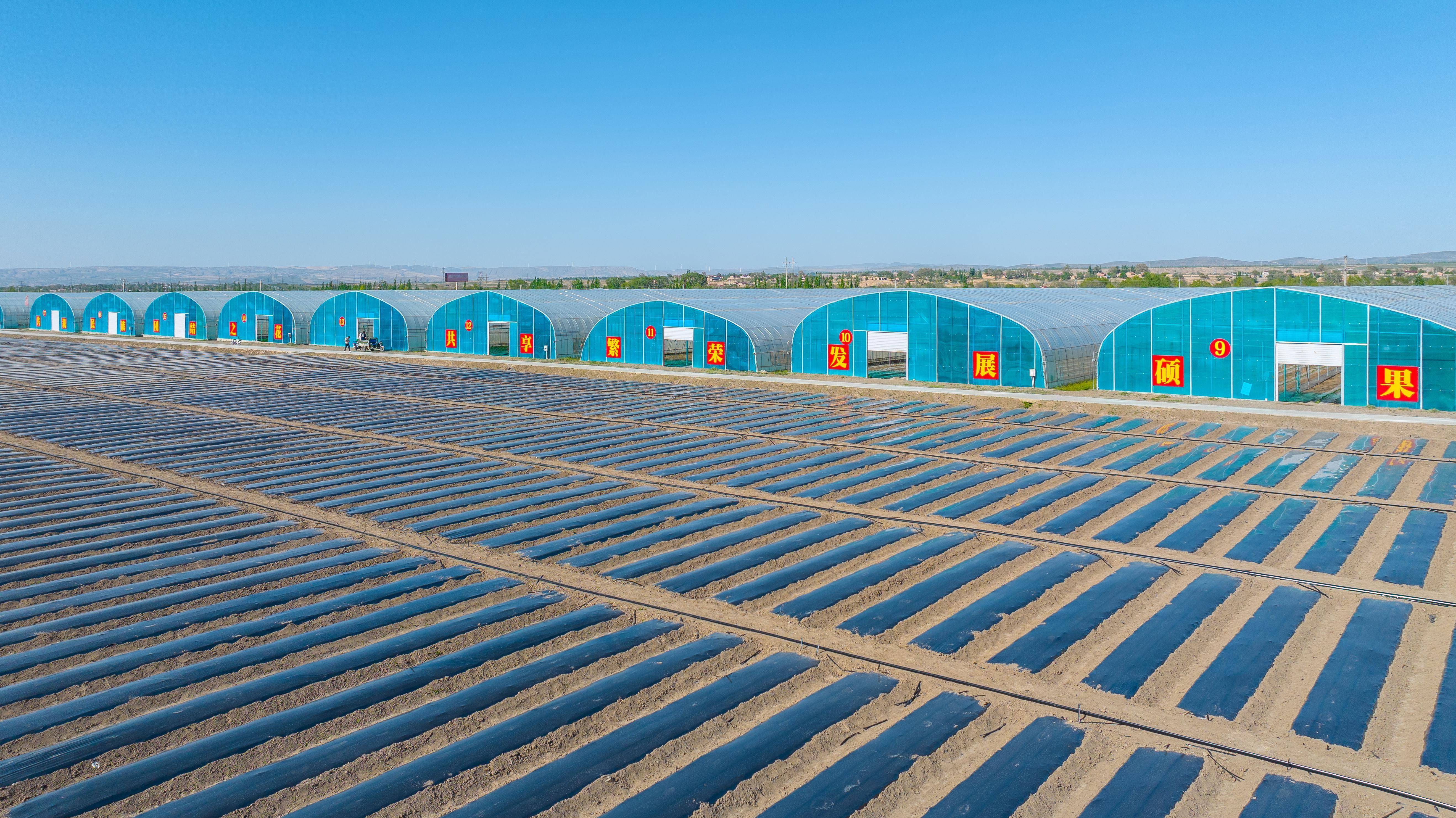 固原50万亩冷凉蔬菜陆续定植增收在即