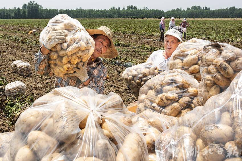 土豆收获忙,增收添"薯"光_村民_任勇_全媒