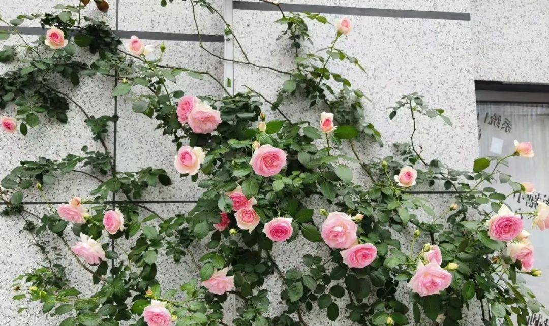 高雪莹 | 雍城,赴一场缤纷的花事