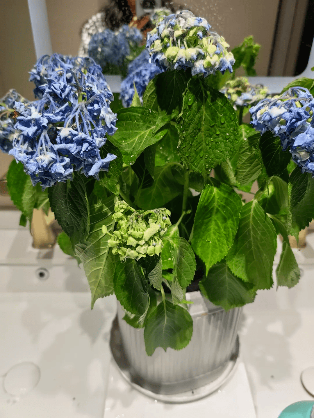 不能多晒的"6种花",家里要有,别忽视,一晒就蔫