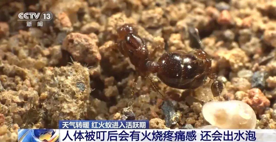 曾被称为"地表最强入侵害虫"红火蚁体色鲜艳红亮红火蚁进入活跃期
