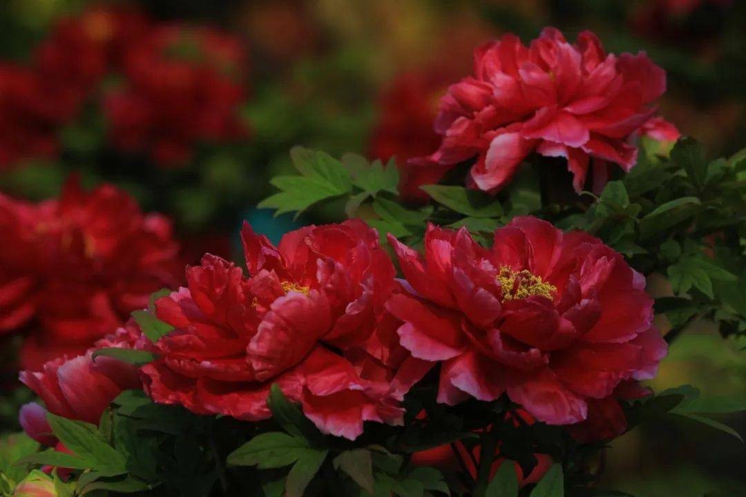 曲二|【居民投稿】牡丹盛开竞峥嵘——中山公园牡丹花美图赏