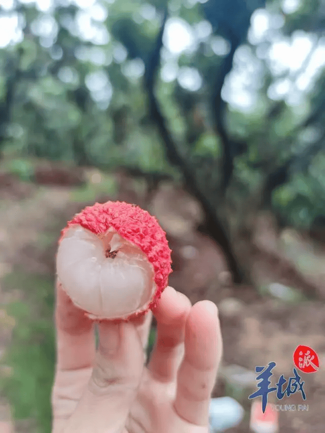 广东300吨冻眠10个月荔枝解冻上市!引发"老广"热议