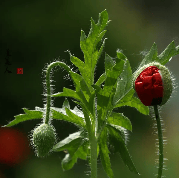 罂粟菜图片