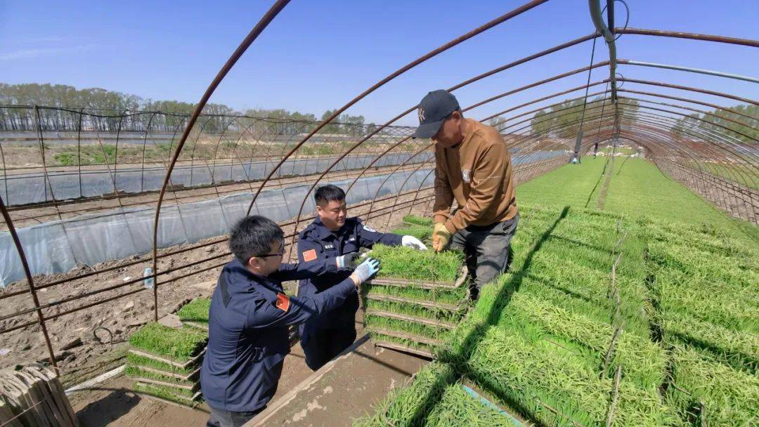 江川农场精细服务 确保水稻插在"丰产期"