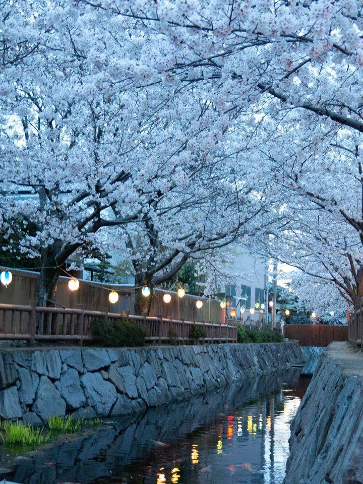 日本社交网络上点赞最多的美景前10,竟然是这些地方_樱花_基本_信息