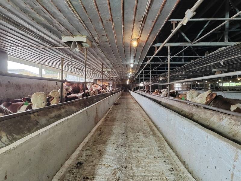 仁怀屯山村:探索肉牛养殖绿色循环致富路_发展_养牛场_五马镇