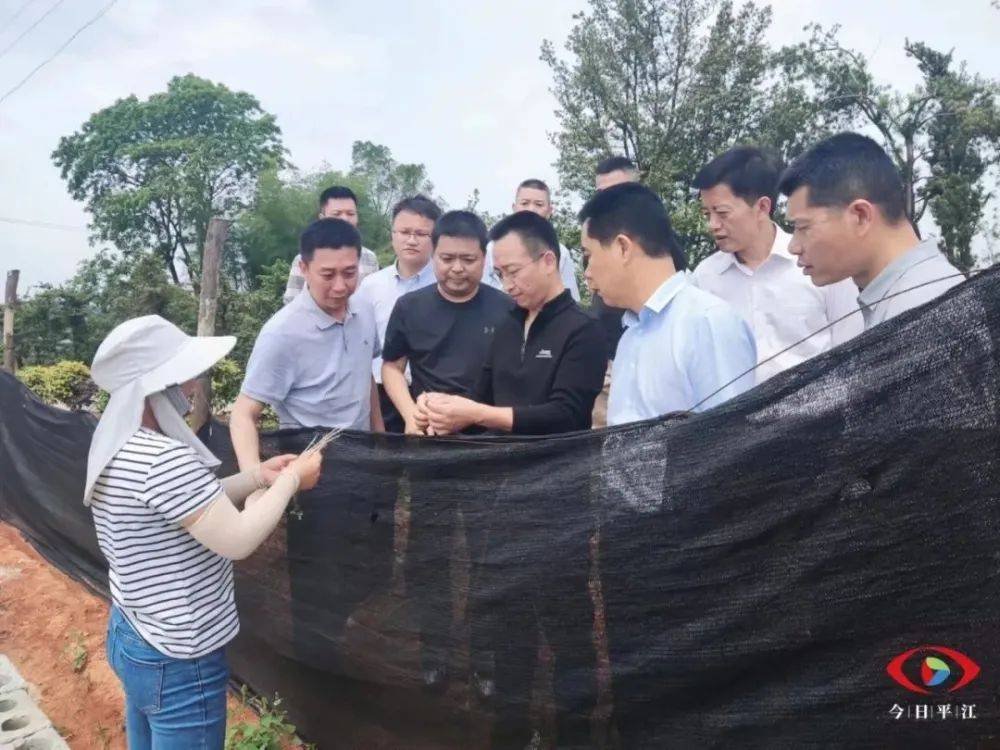 彭方建调研油茶产业并开展巡河,巡田,巡林工作_发展_种植_平江县
