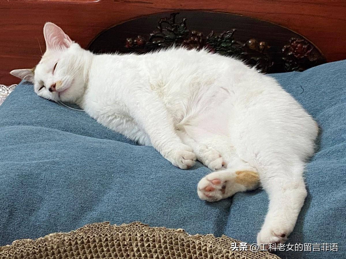 猫咪睡觉姿势图片