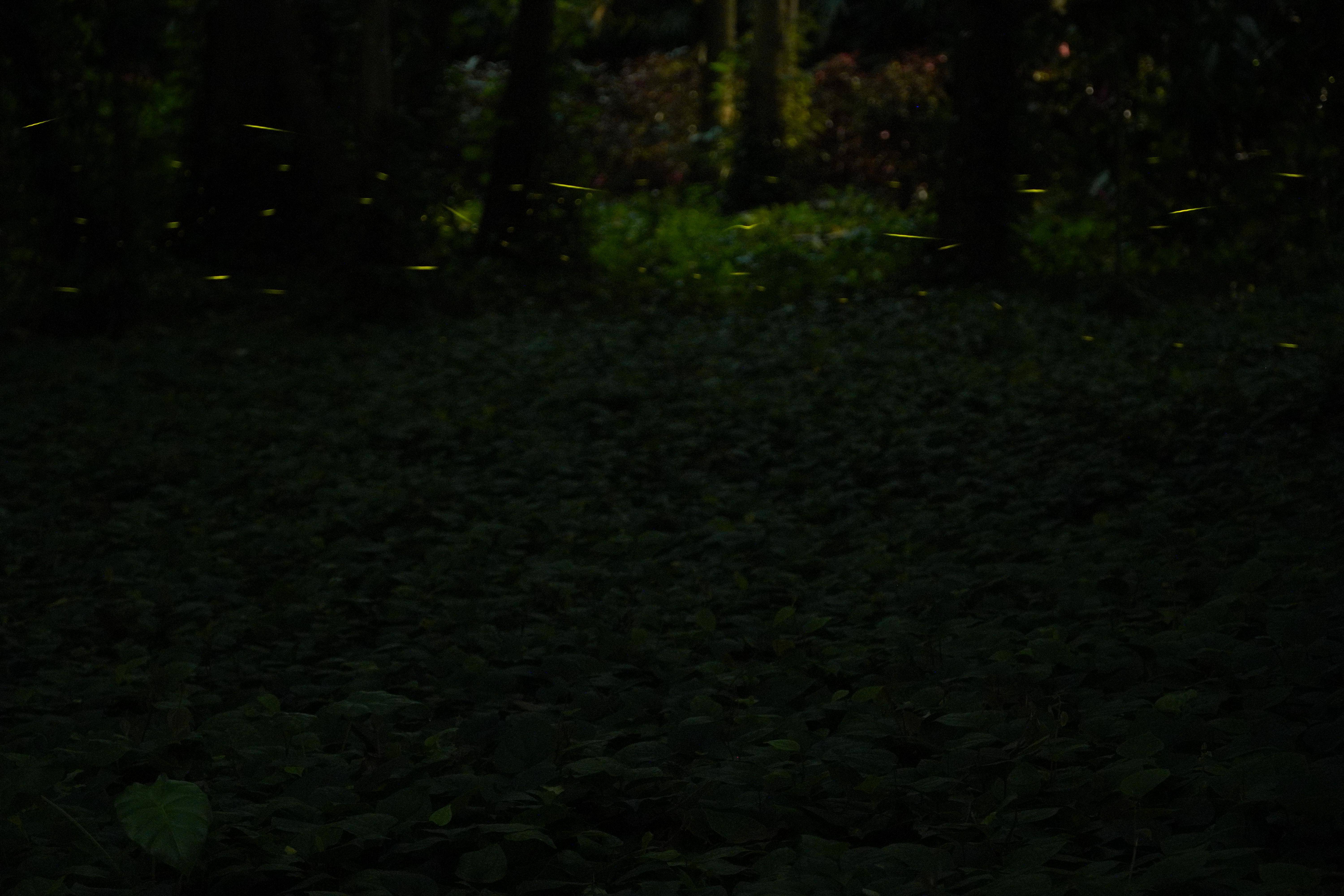 宛若仙境!萤火虫现身华南国家植物园,本月进入最佳观赏期