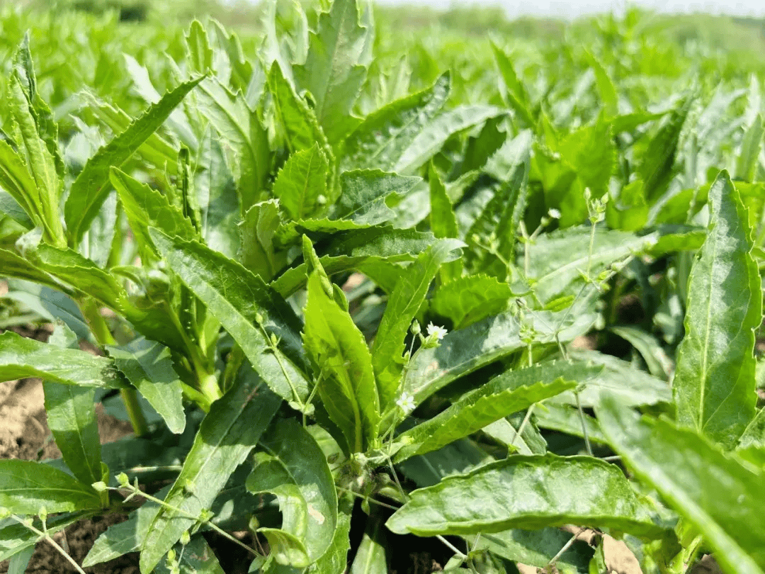 针灸小镇草药香