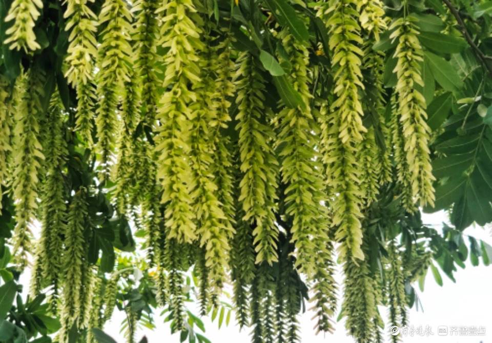 俗称燕柳树,燕柳树树冠广展,枝叶茂密,生长快速,根系发达,为河床两岸