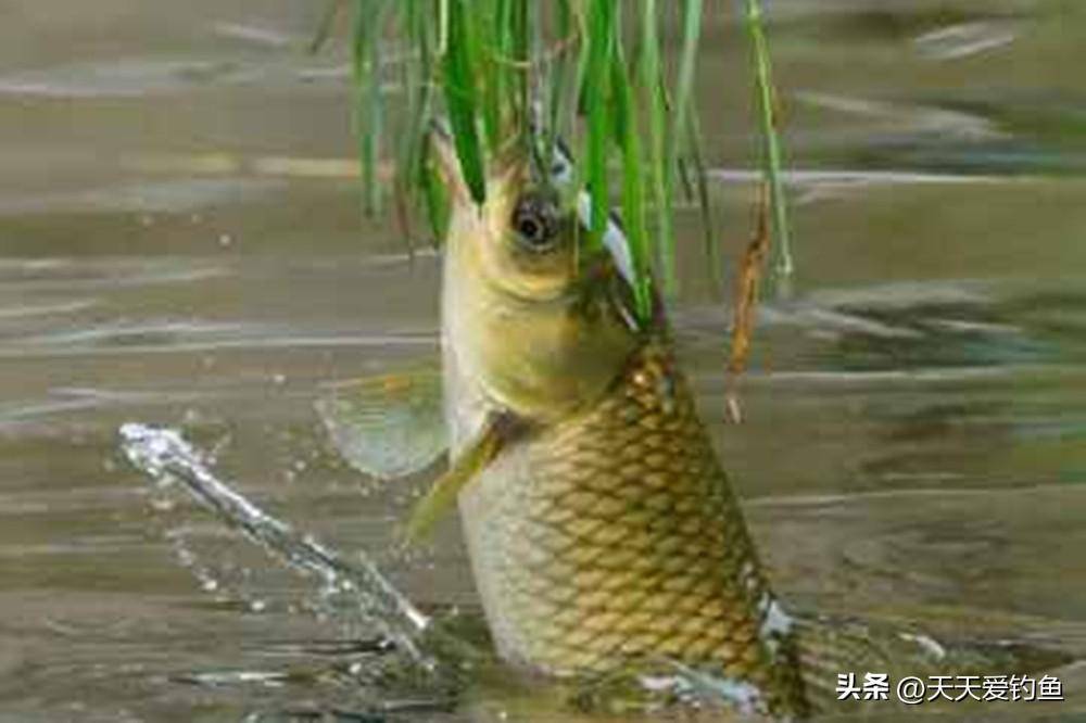 夏季野钓草鱼,3种远投钓浮方法,个顶个简单好用