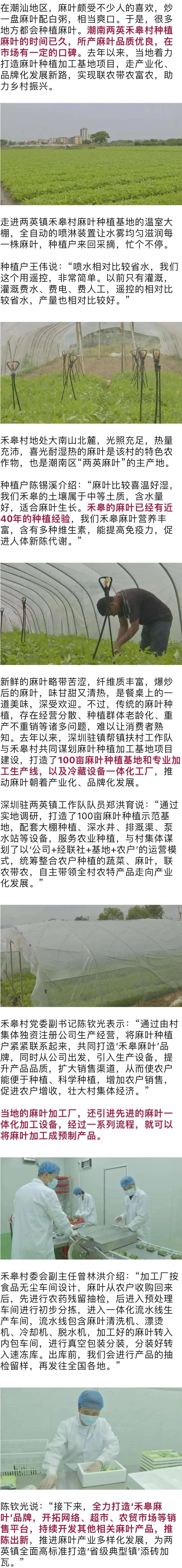 潮南这里的麻叶,要出名了!