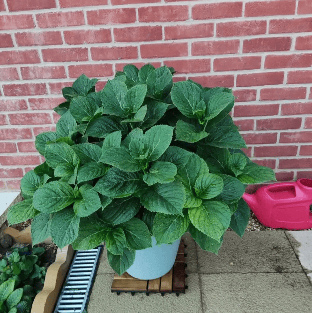 后悔的5种花,全是失败的教训,网友:不要再跟风买了_花卉_养护_大丽花