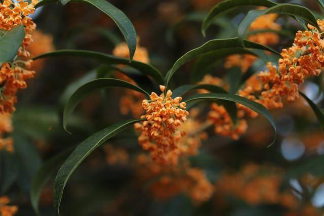 寓意不好的花还有:白菊花,荼靡花,杜鹃花,虞美人,彼岸花等,都不适合送