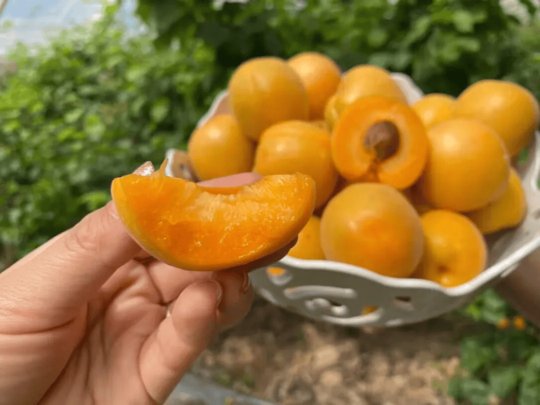 全年只卖20天的大黄杏25.9/5斤!肉多离核,饱满多汁,清爽解腻!