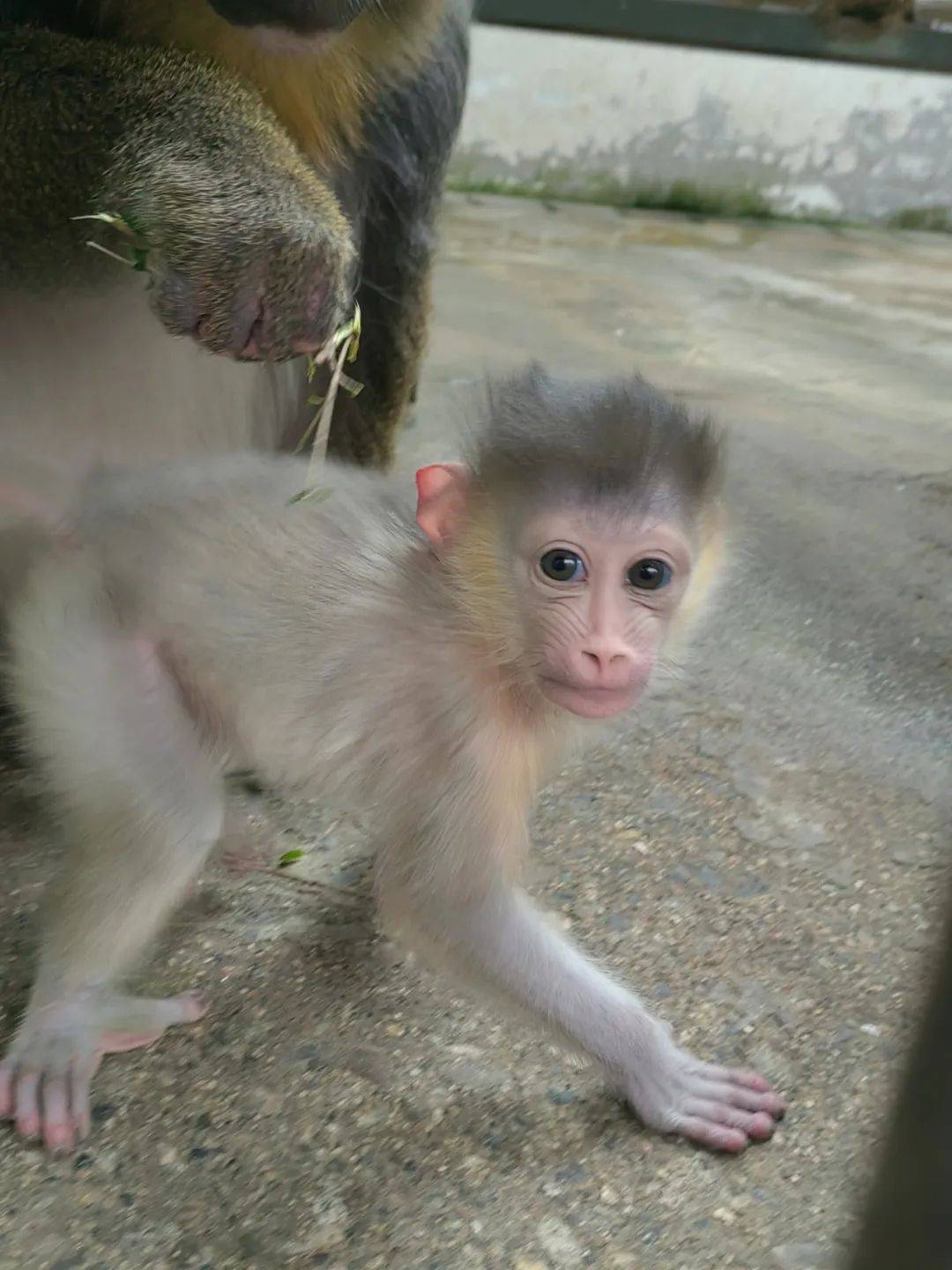 壁纸 动物 狗 狗狗 1080_1440 竖版 竖屏 手机