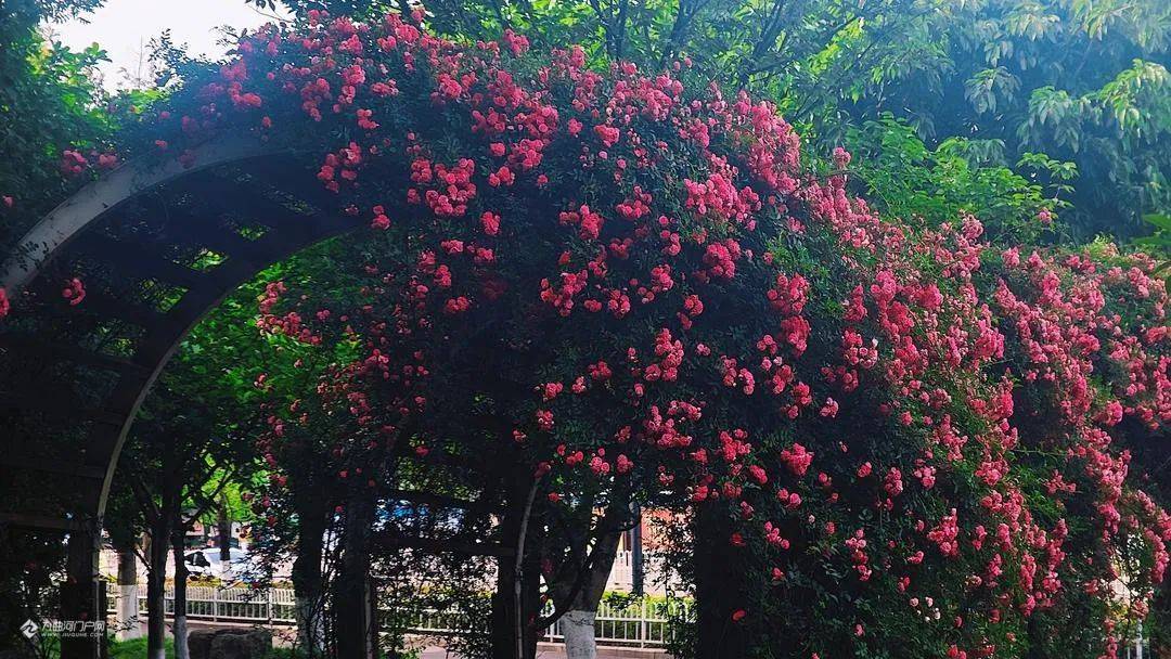 壁纸 花 桌面 1080_608