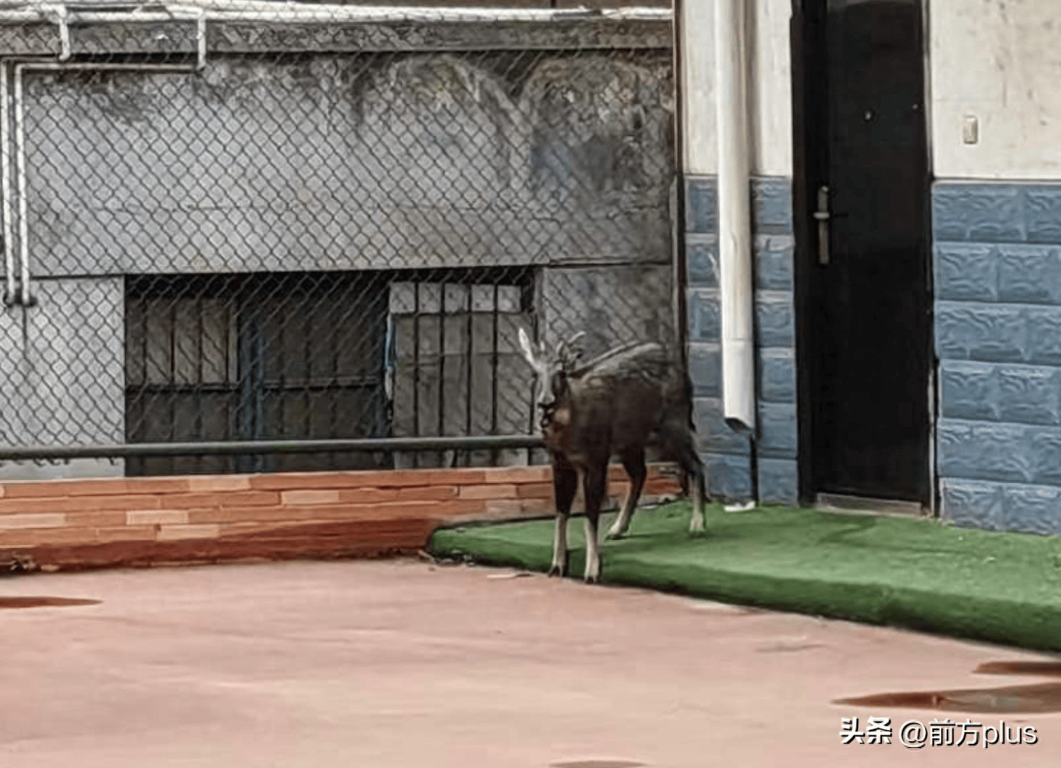 国家二级野生保护动物中华鬣羚闯入宝鸡市第一中学
