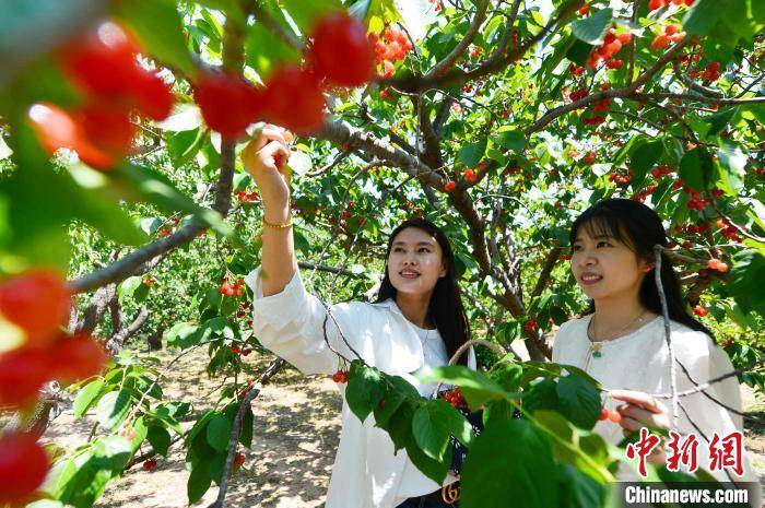 山东青岛：四千余亩山色峪樱桃产销两旺