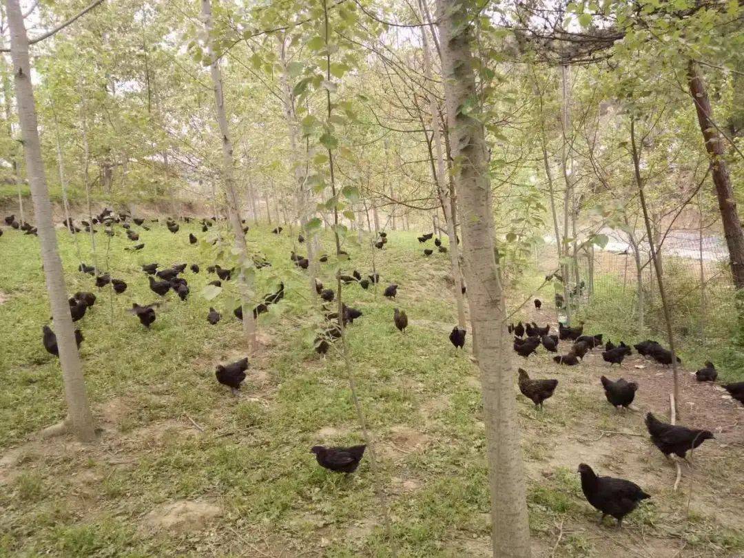 西坡镇:林下"金凤凰"串起"生态链"_养殖_产业化_发展