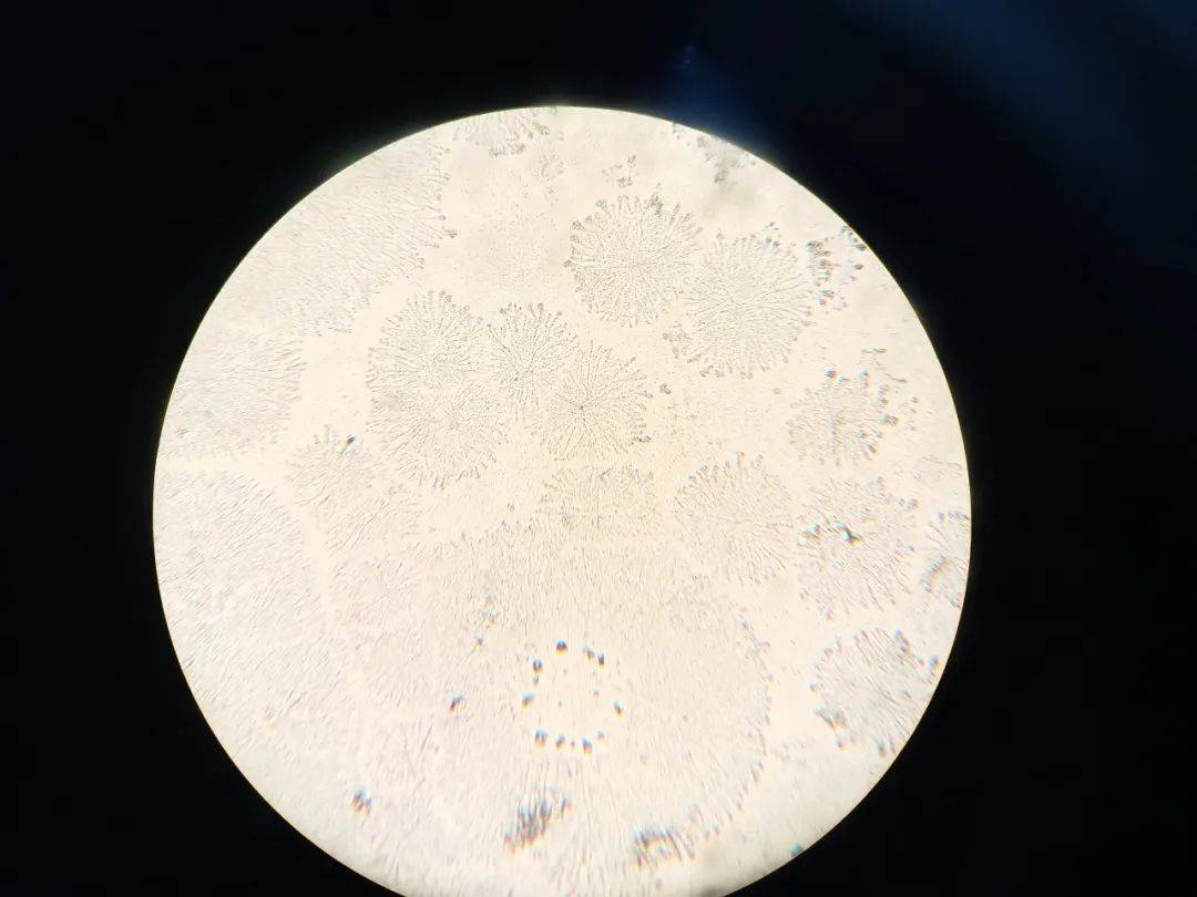 理科生与艺术家之间,可能只差一台显微镜!