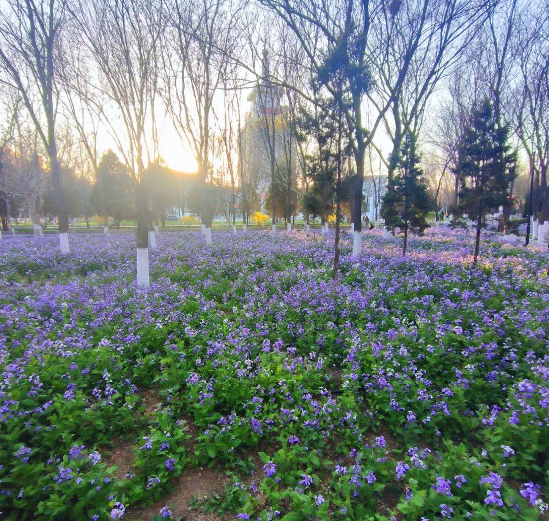 欣赏北方民族大学美丽的风景,花朵与天空寓意着青春与自然的和谐共生