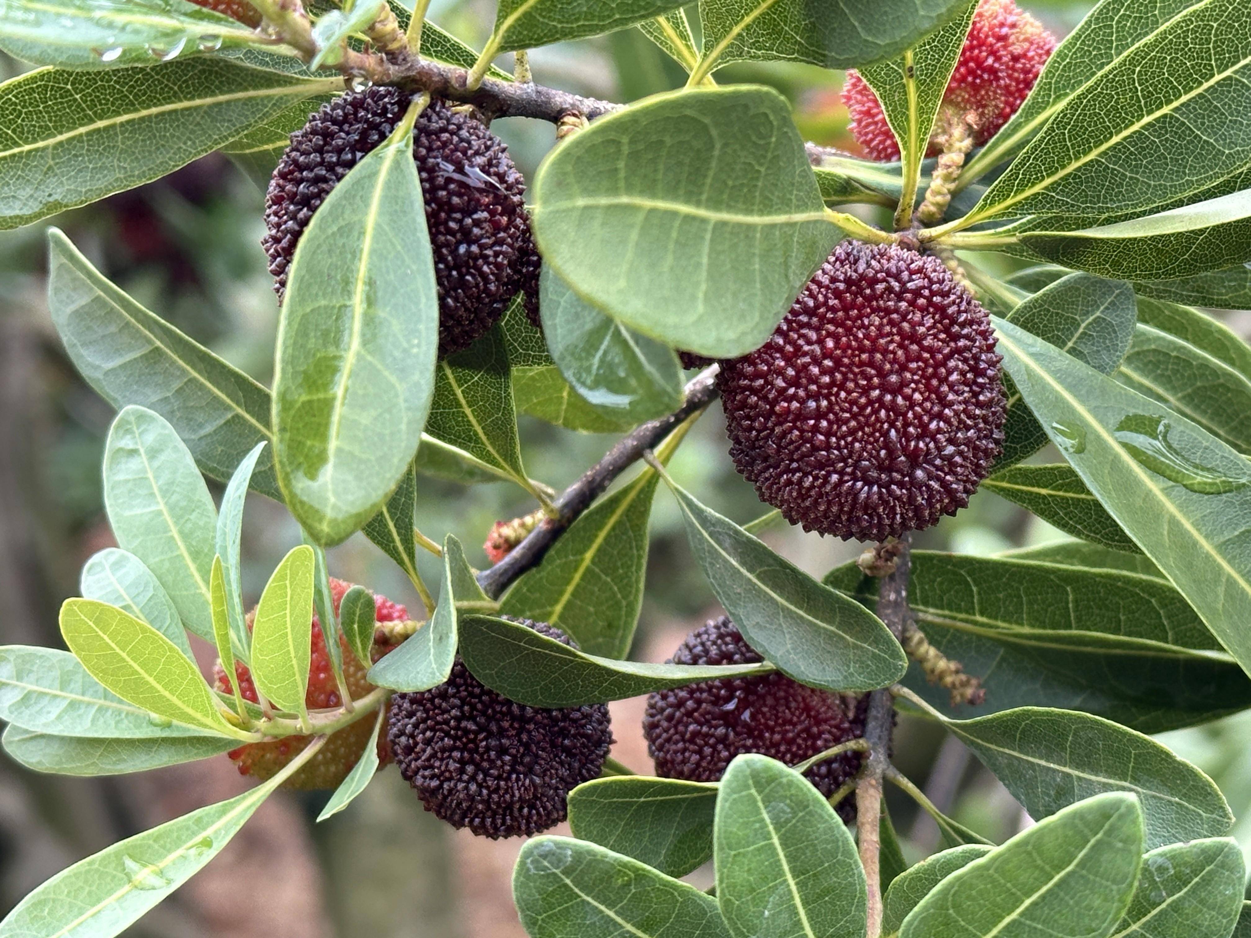 杨梅品鉴,竞吃杨梅,杨梅诗会…富民罗免杨梅推广季活动多多