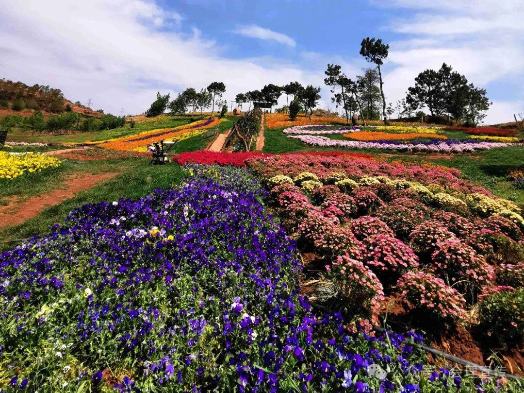 五官村"七彩花园"绘就美丽乡村图景_农庄_花卉_蒲苇