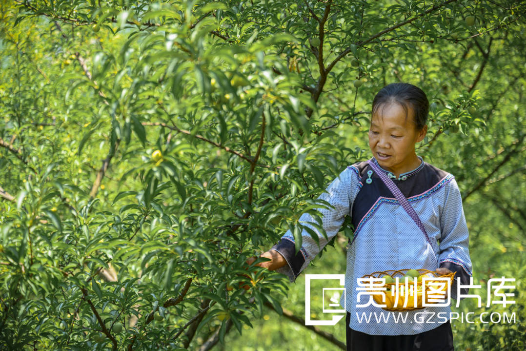 【绿色发展】镇宁蜂糖李入选全国生物多样性优秀案例