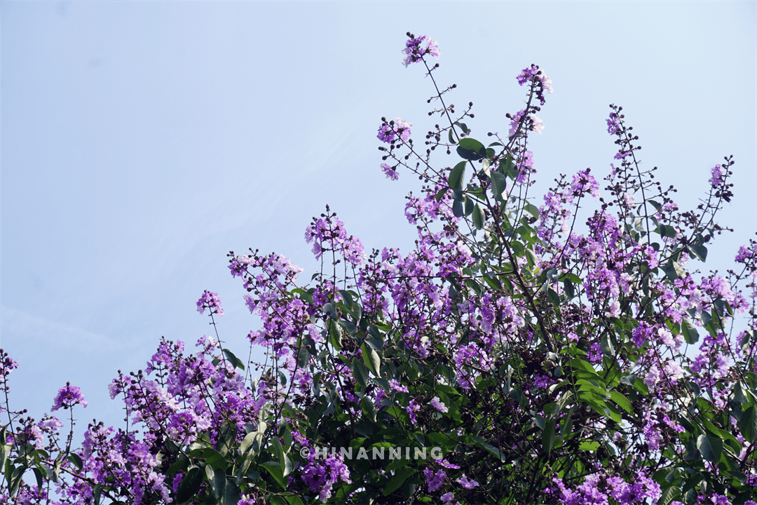 南宁再现夏日限定版“网紫”，老城区这条街道超级惊艳！但这美景可能看一次少一次