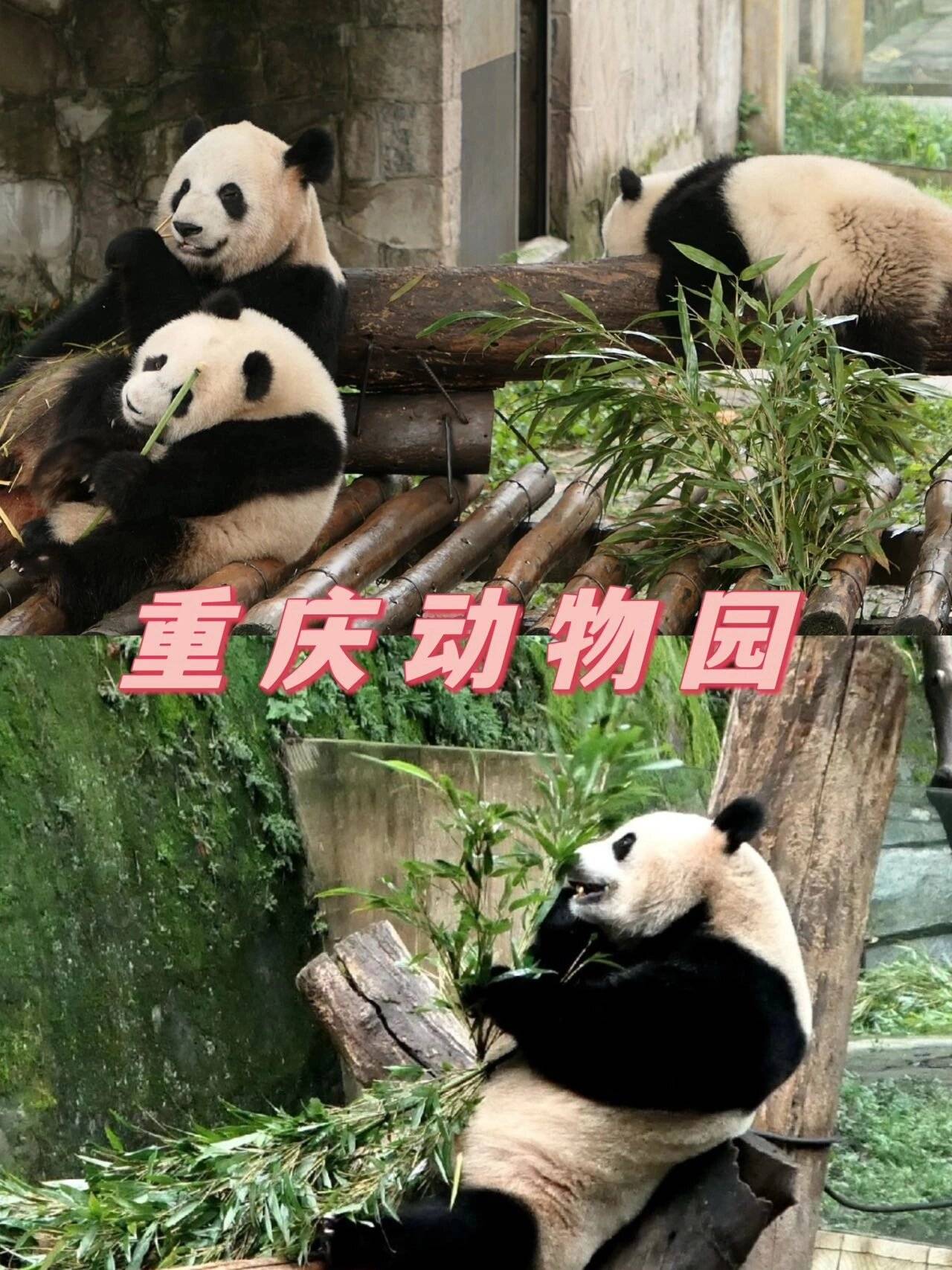 吕梁动物园图片