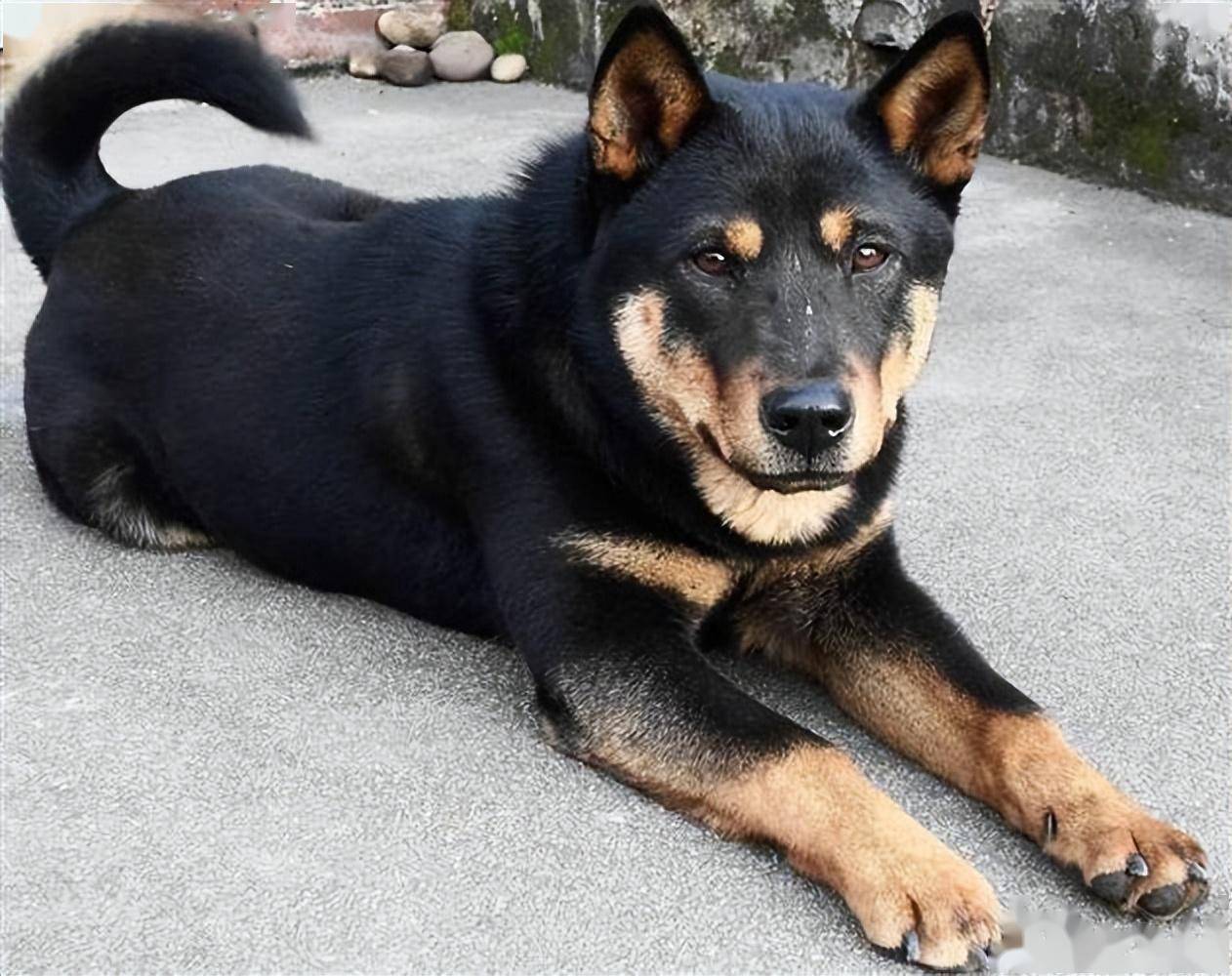 中国"唐狗"出圈世界赛,这四种中华田园犬近乎完美,却无人问津