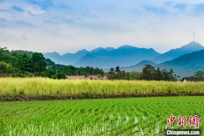 (乡村行·看振兴)江西龙南"小稻谷"做出乡村振兴"大文章"