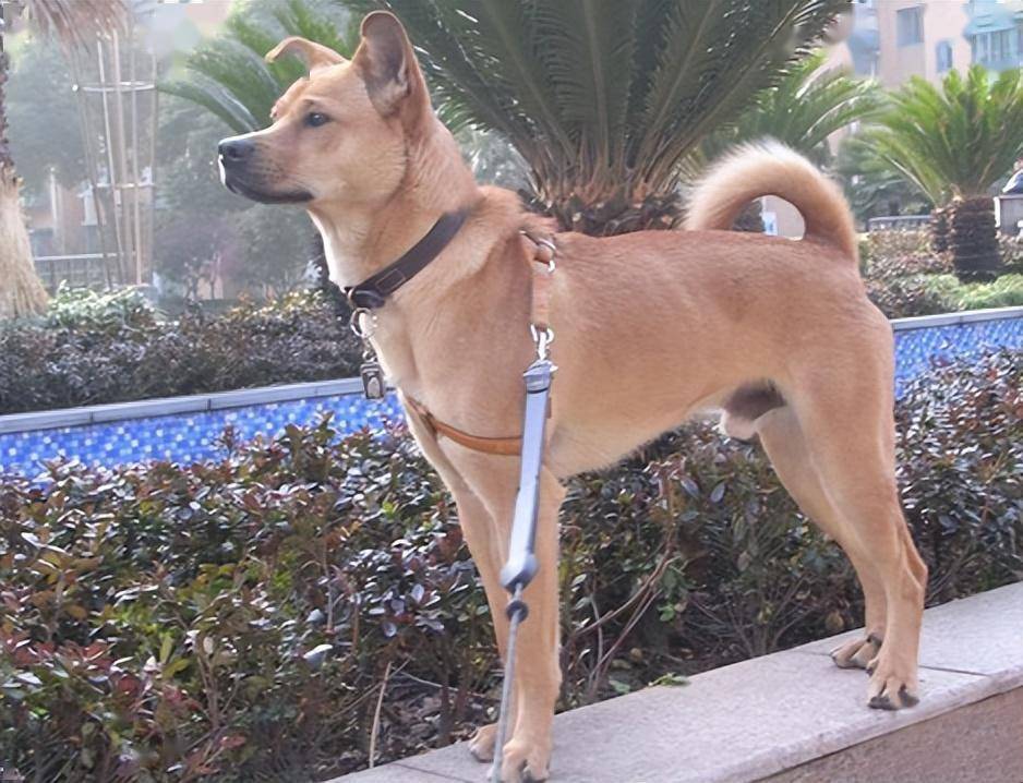 中国"唐狗"出圈世界赛,这四种中华田园犬近乎完美,却无人问津