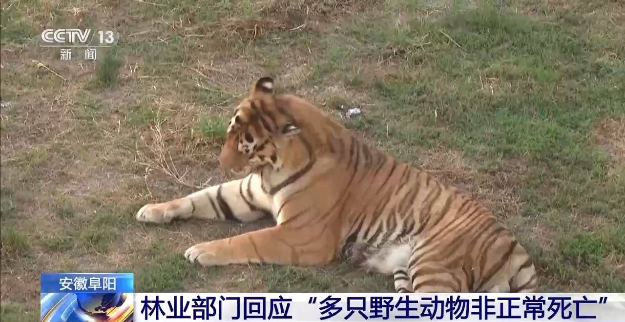 “动物园20只东北虎死亡” 安徽阜阳林业部门通报涉事动物园情况