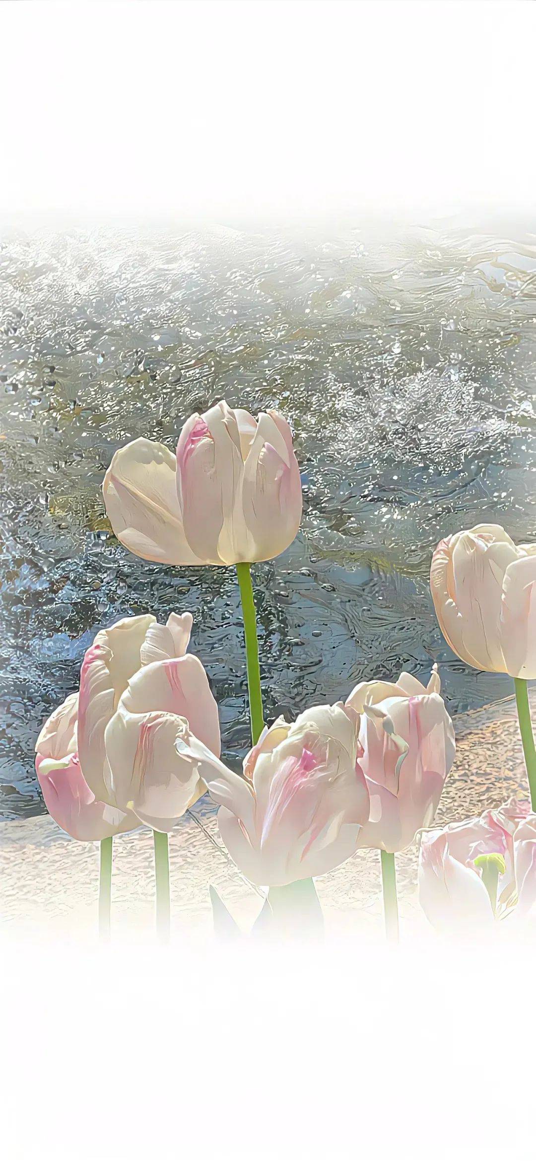 壁纸丨很喜欢这种简简单单的壁纸