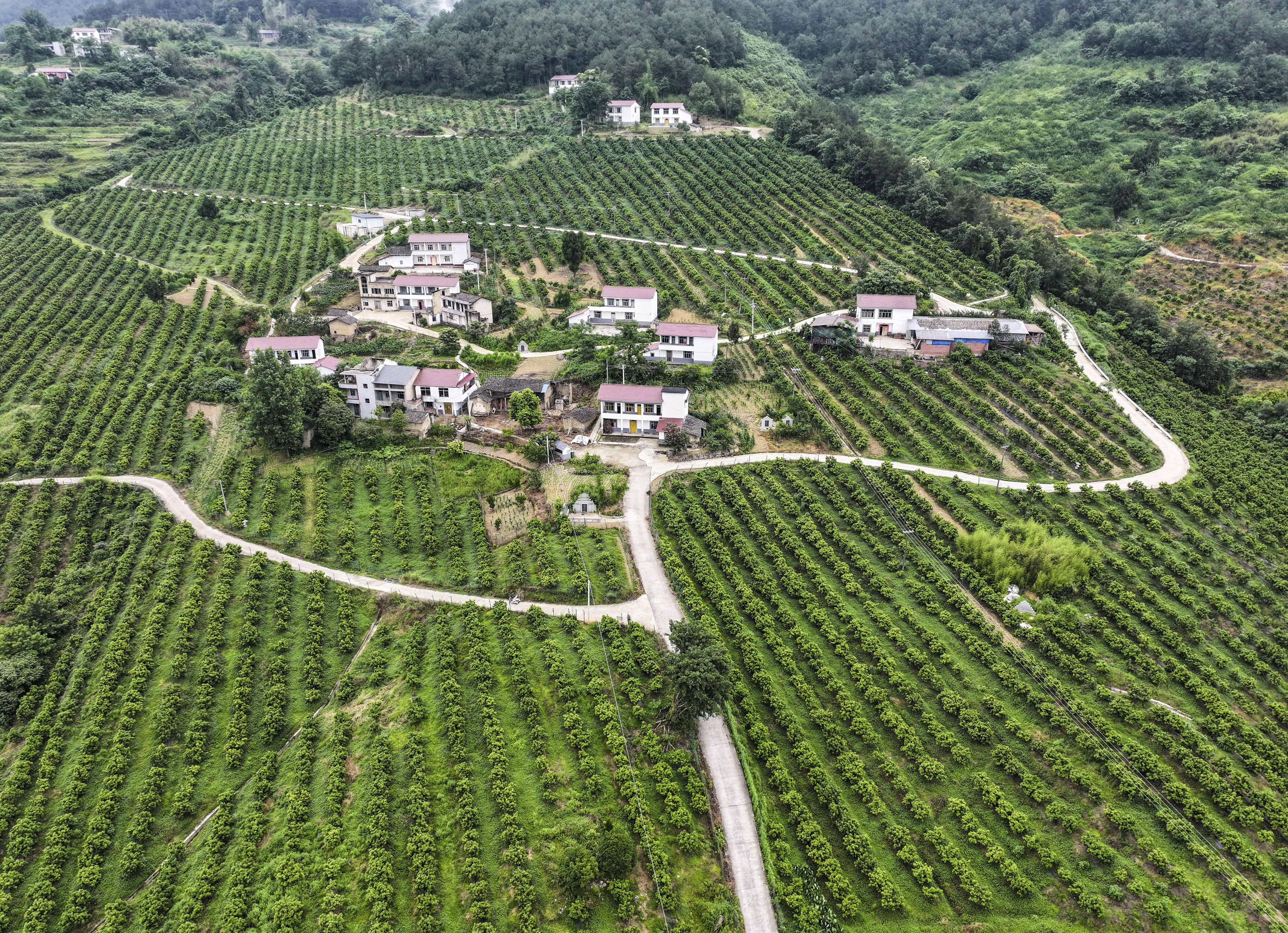 重庆万州:以产业振兴带动乡村振兴