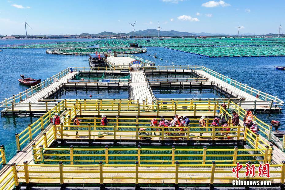 李信君 摄5月15日,空中俯瞰山东省荣成市石岛管理区桑沟湾海洋牧场.