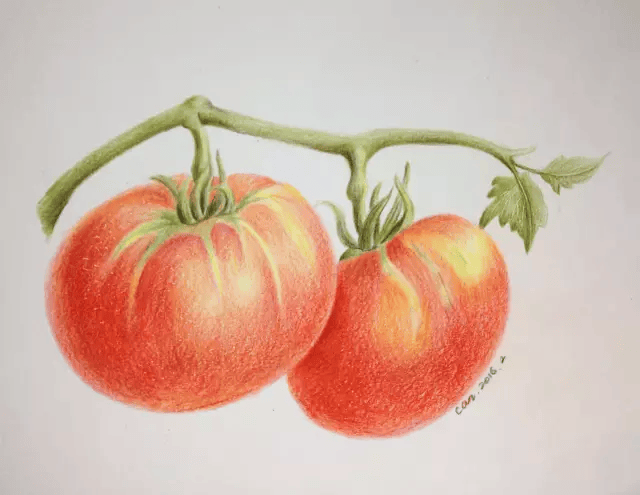 彩铅画西红柿