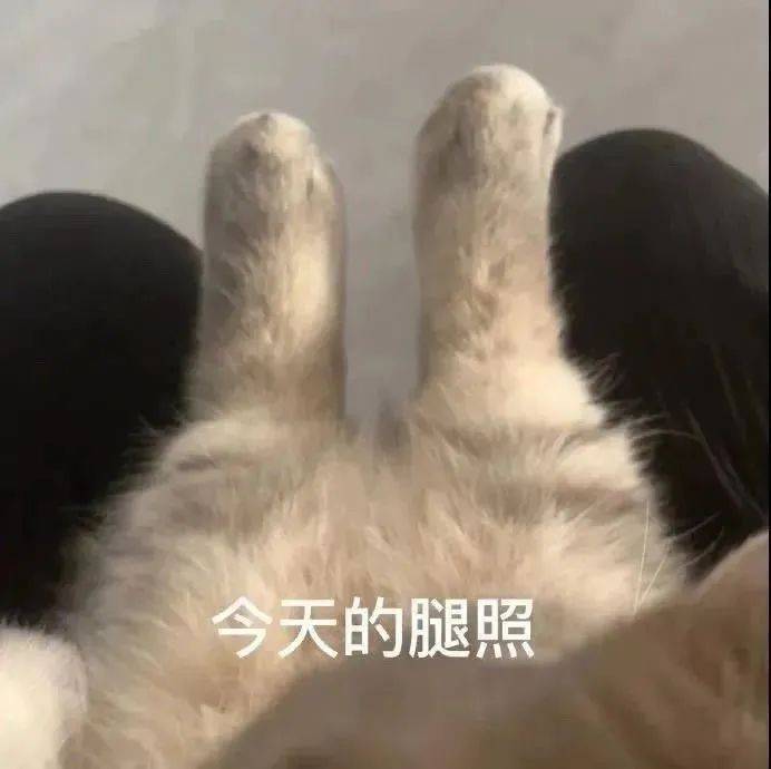 行不行啊?细狗丨第994期喵表情包