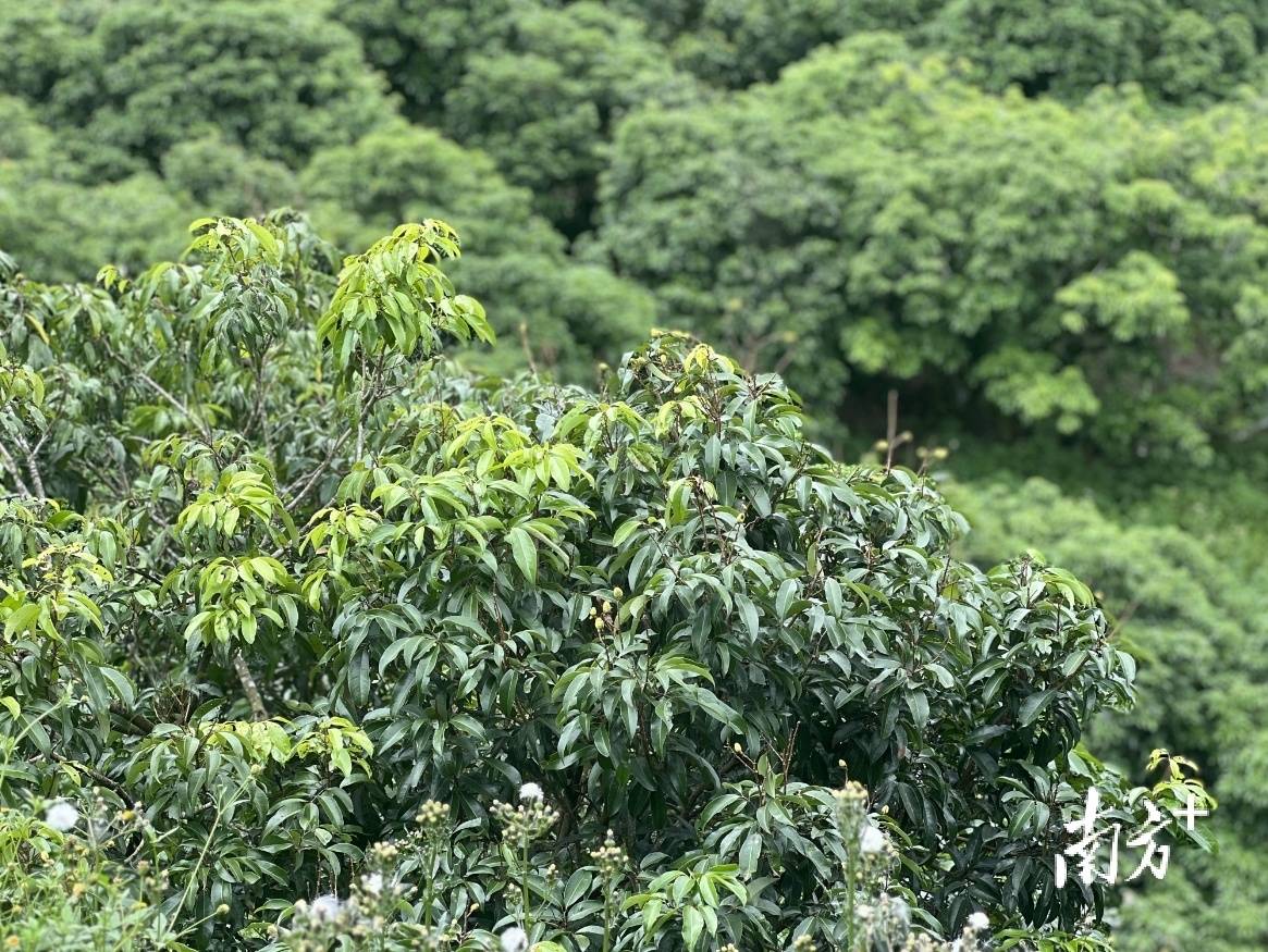 盘活老荔树,信宜丁堡玩出新花样_荔枝_种植_丁堡镇