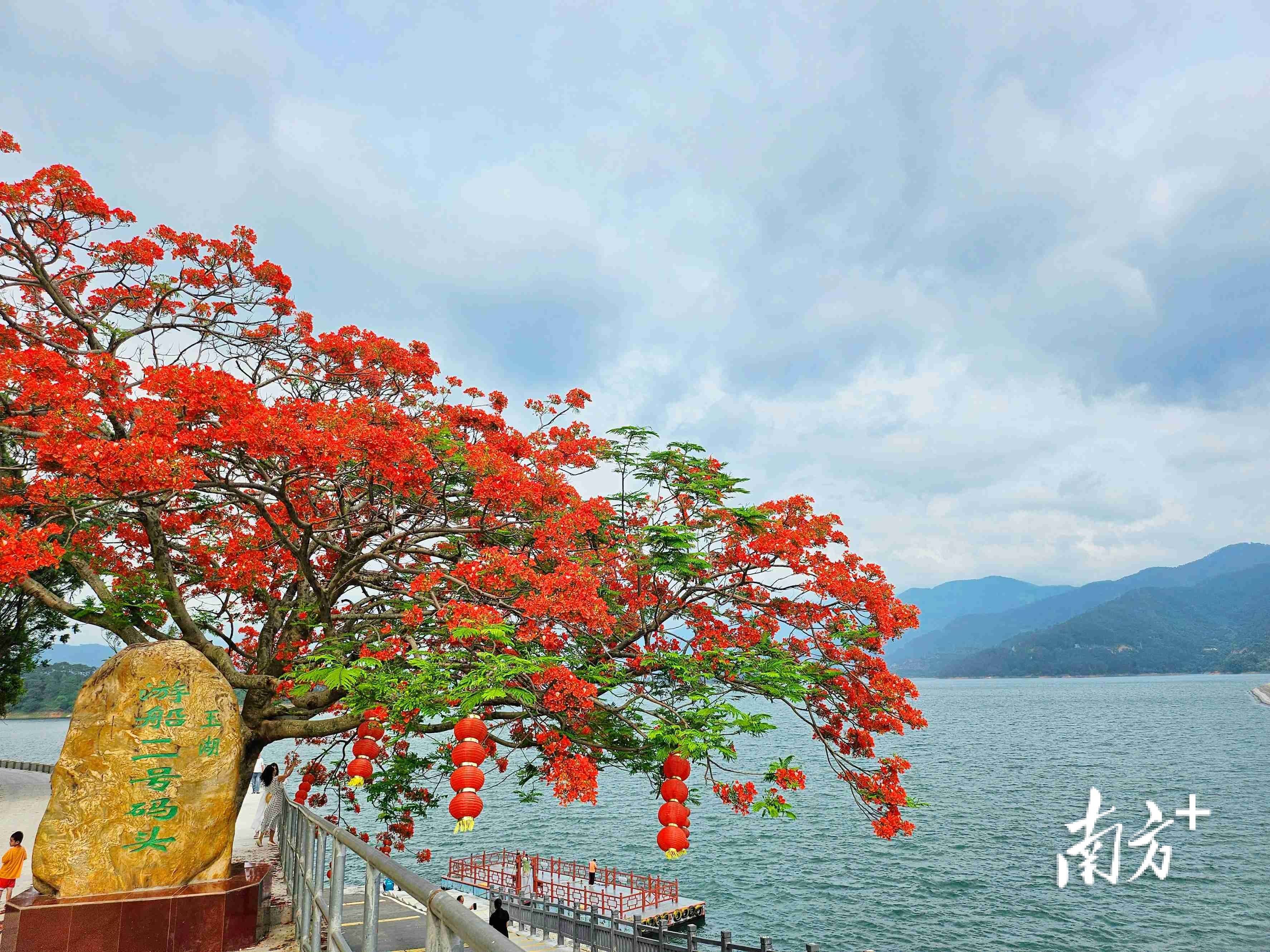 在玉湖风景区入口处的凤凰花开得正艳.