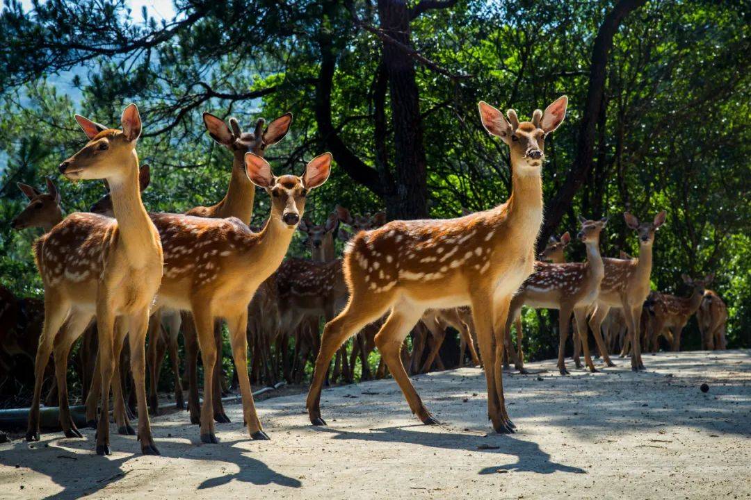 亲近动物,拥抱自然!推荐你来龙岩梅花山虎园→_华南_园区_梅花鹿