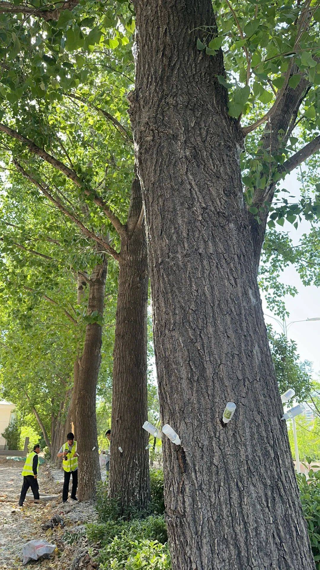 淮北"开打"!_杨树_作业_市林业局